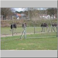 05_HahnImKorb_t