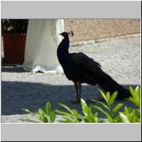 18_Pfau2_t